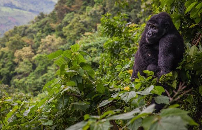 Altitude of Bwindi Forest in Uganda