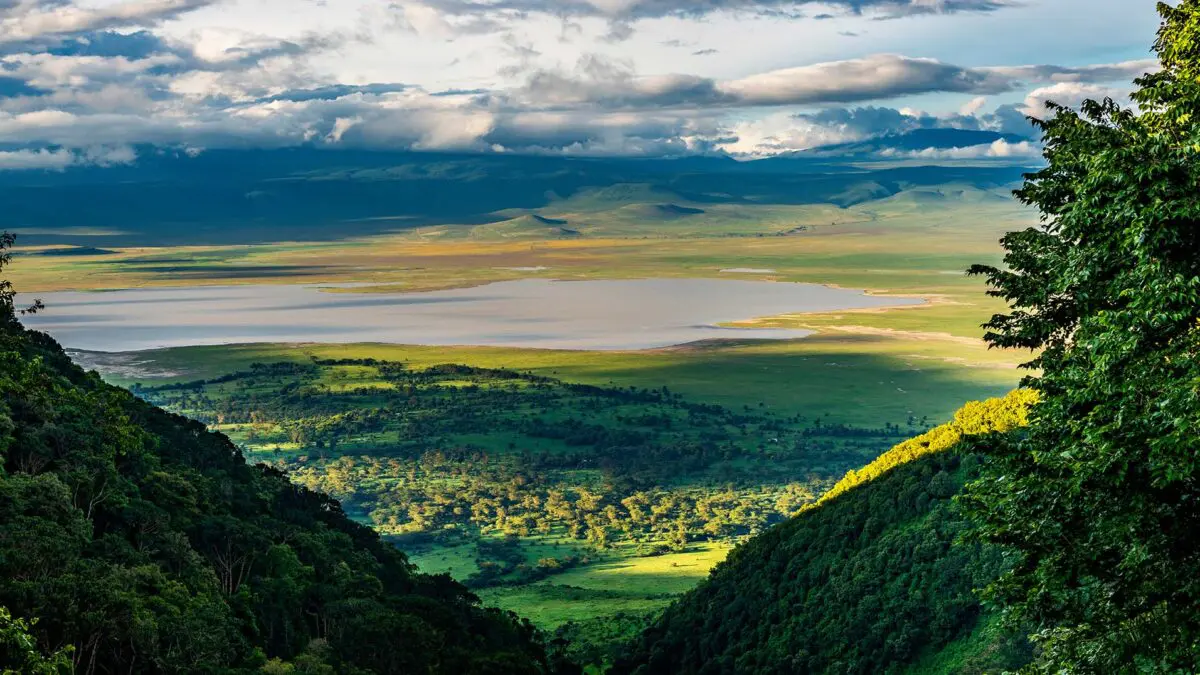 Bwindi Forest altitude and mountain gorilla habitat