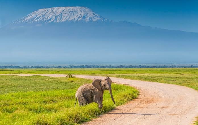 Amboseli National Park on 5 Days Masai Mara and Amboseli Group Joining Safari