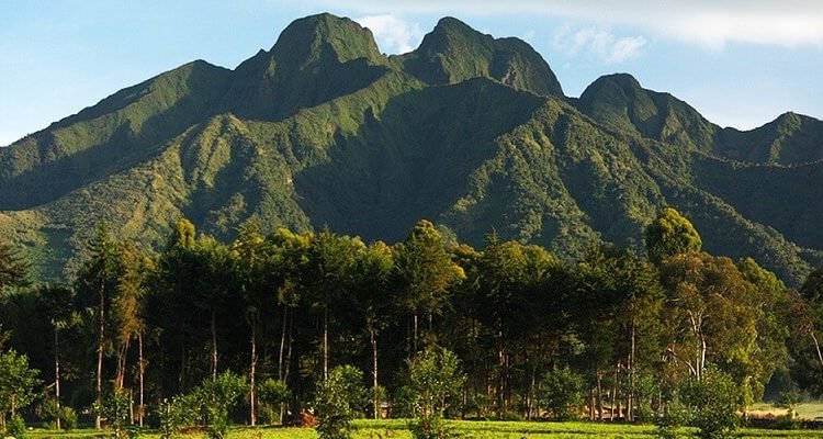 Beautiful forest setting near Volcanoes National Park in Rwanda