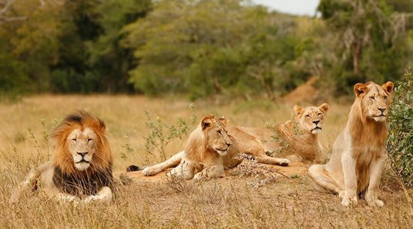 Big Five wildlife safari in Akagera National Park after Formula 1