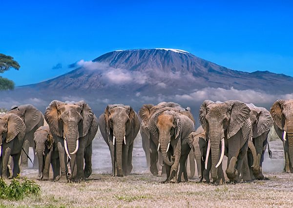Amboseli National Park Elephants and Mount Kilimanjaro – Nextgen Safaris Amboseli National Park Elephants and Mount Kilimanjaro – African Elephant Wildlife Safaris with Scenic Views of Mount Kilimanjaro in Kenya with Nextgen Safaris