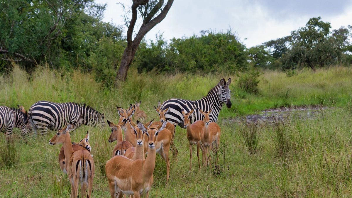 Munyana Homestay Location Near Akagera National Park Beautiful location near Akagera National Park and Rwinkwavu in Eastern Rwanda