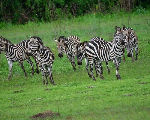 Kayonza Location and Access to Akagera National Park Scenic surroundings of Kayonza and convenient access to Akagera National Park Rwanda