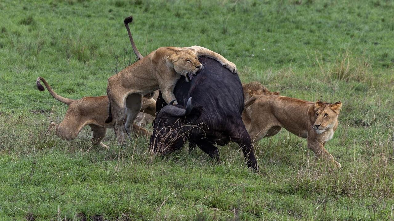 Explore Akagera National Park during the low season on a Big Five wildlife safari in Rwanda