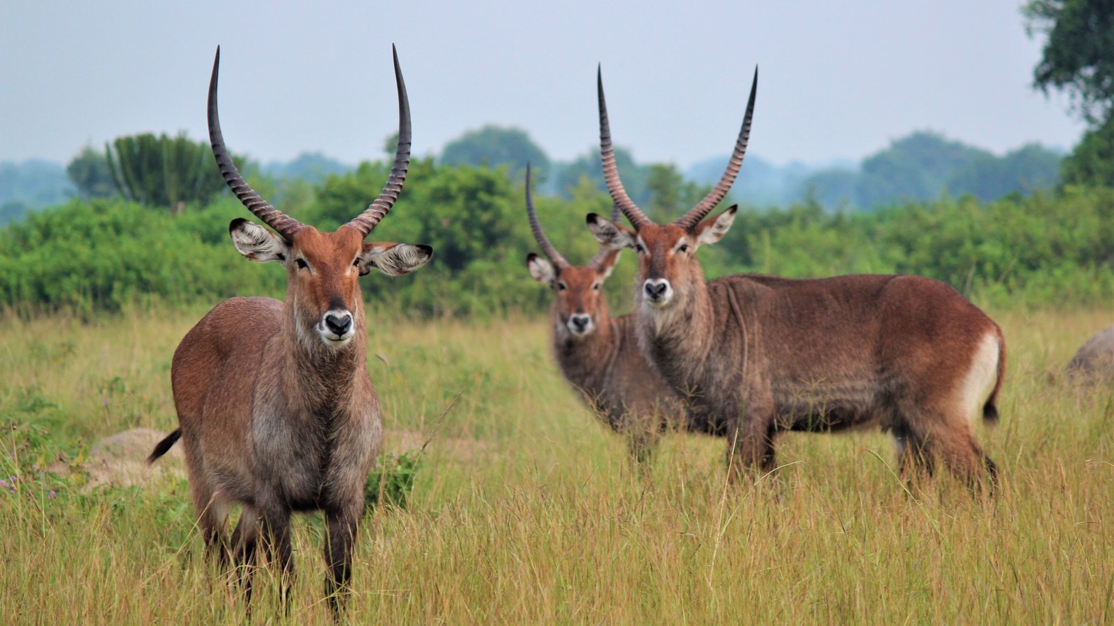 Best low season safaris in Rwanda 2027 to 2030 with wildlife and nature experiences