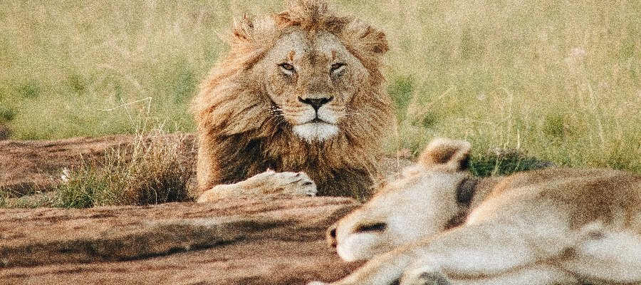 Explore Rwanda during the low season from 2027 to 2030 with Nextgen Safaris