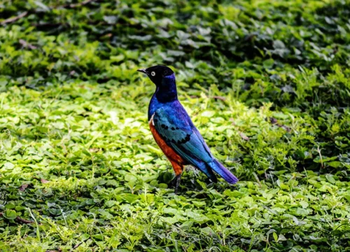 6 Days Rwanda Birding Safari