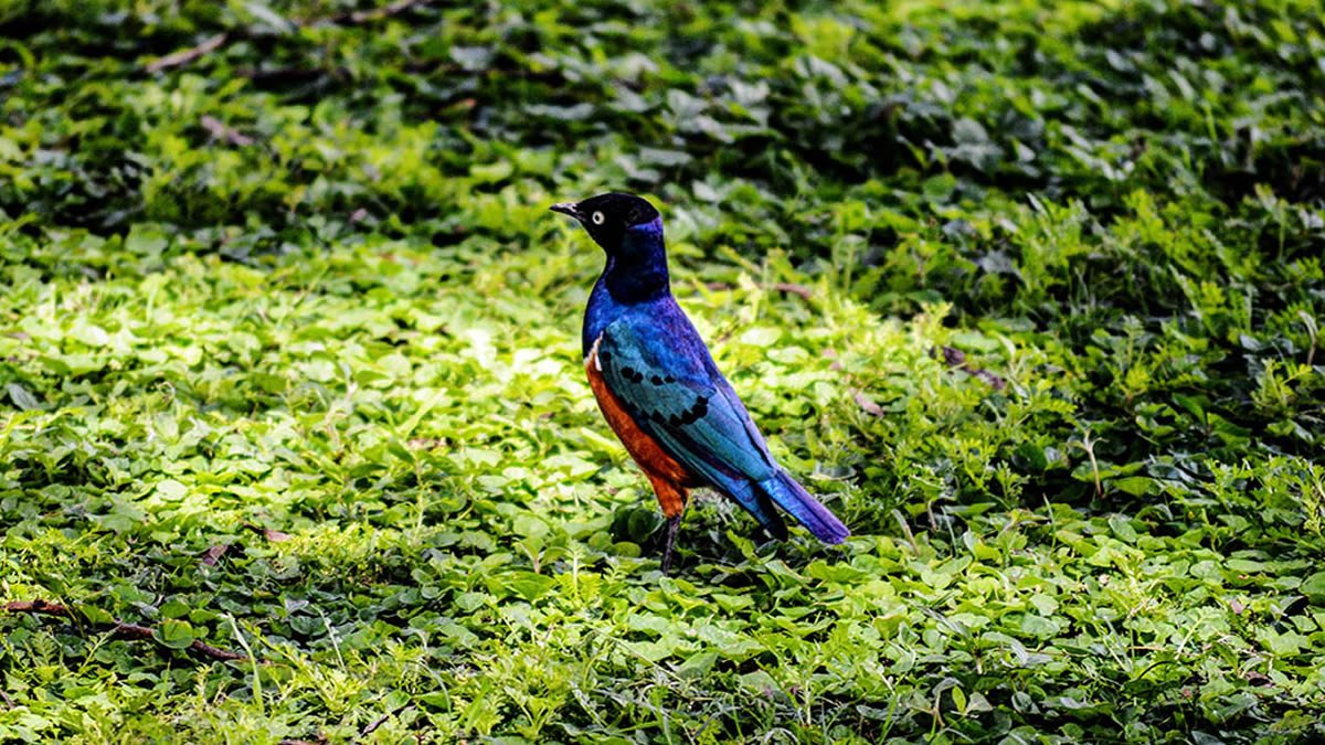 Birdwatching at Akagera Rhino Lodge Birdwatching and wildlife photography at Akagera Rhino Lodge in Rwanda