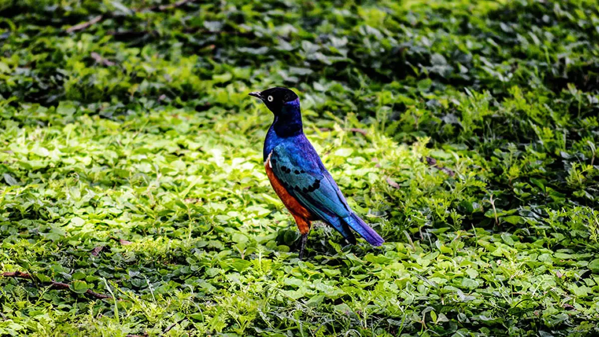 Birdwatching and Wildlife Photography at Akagera Rhino Lodge Birdwatching and wildlife photography experiences at Akagera Rhino Lodge in Rwanda