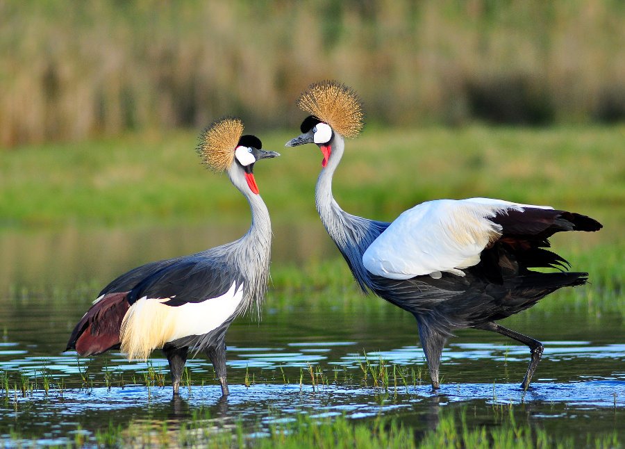 Wildlife Photography at Akagera Rhino Lodge Birdwatching and wildlife photography experiences near Akagera National Park Rwanda