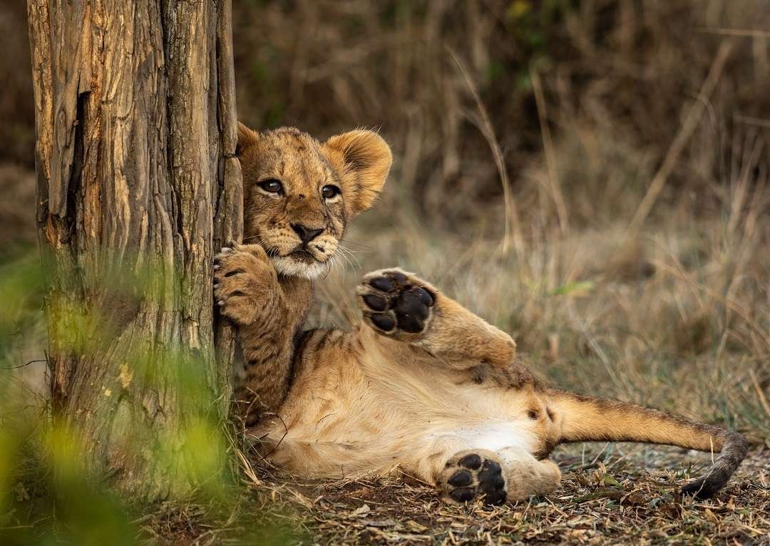 Birdwatching and wildlife photography at Wilderness Magashi in Akagera National Park