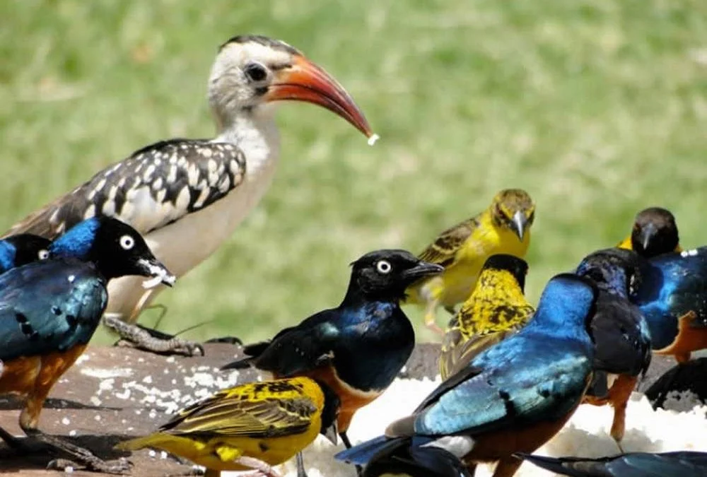 Birdwatching and wildlife photography at Wilderness Magashi