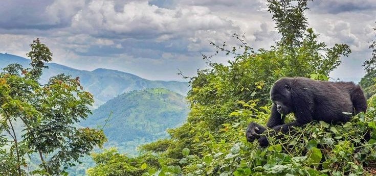 Birthday Gorilla Trekking – Unforgettable Uganda and Rwanda Safari Celebrations Celebrate Your Birthday with Mountain Gorilla Trekking in Uganda and Rwanda