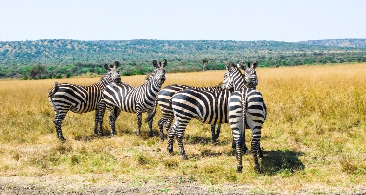 Boat safari and wildlife photography experiences in Akagera National Park