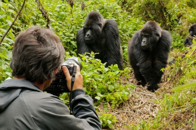 Book Your Gorilla Tour from the United Arab Emirates with Nextgen Safaris – Private Gorilla Trekking Tours and Safari Holidays in Uganda and Rwanda from Dubai, Abu Dhabi and Sharjah