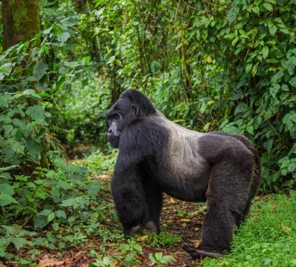5 Days Rwanda Chimpanzee Trekking and Canopy Walk Safari