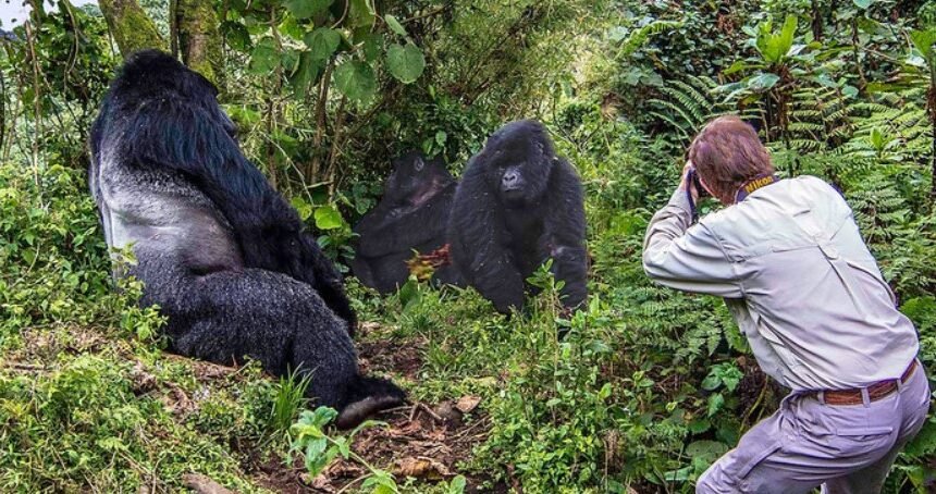Affordable Gorilla Trekking Safaris from Entebbe and Kampala Affordable Uganda gorilla trekking tours starting from Entebbe and Kampala