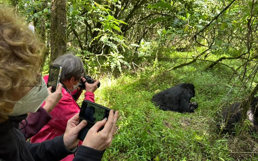 Budget Gorilla Trekking from Entebbe and Kampala Budget gorilla trekking safari from Entebbe and Kampala to Bwindi Impenetrable National Park Uganda