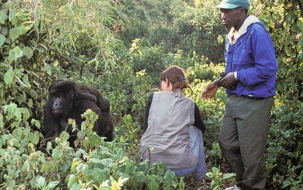 Budget Gorilla Trekking from Kigali to Bwindi Budget gorilla trekking from Kigali to Bwindi Impenetrable National Park using a practical road route