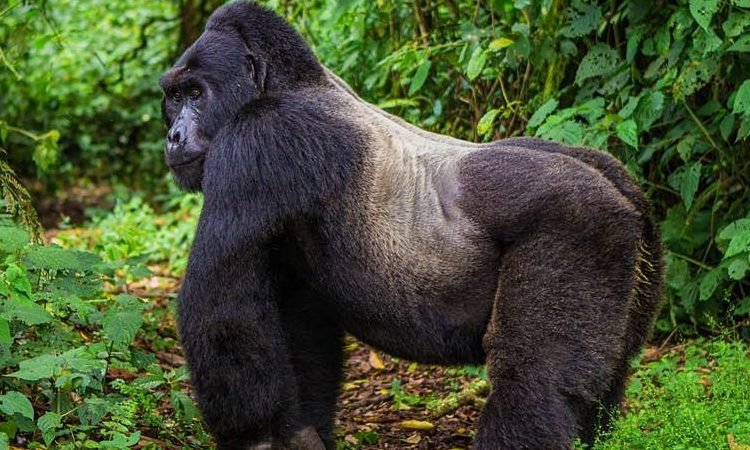 Affordable Gorilla Trekking in Mgahinga Gorilla National Park Affordable mountain gorilla trekking in Mgahinga Gorilla National Park Uganda