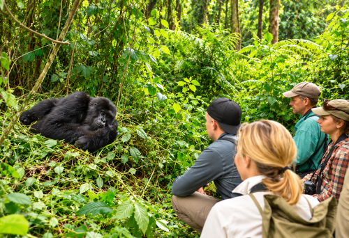 Budget Gorilla Trekking in Mgahinga Gorilla National Park Budget gorilla trekking experience in Mgahinga Gorilla National Park Uganda
