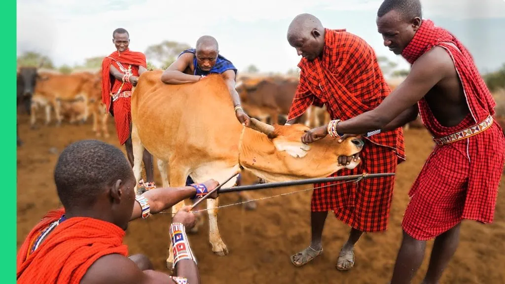 Cattle at the heart of traditional Maasai life