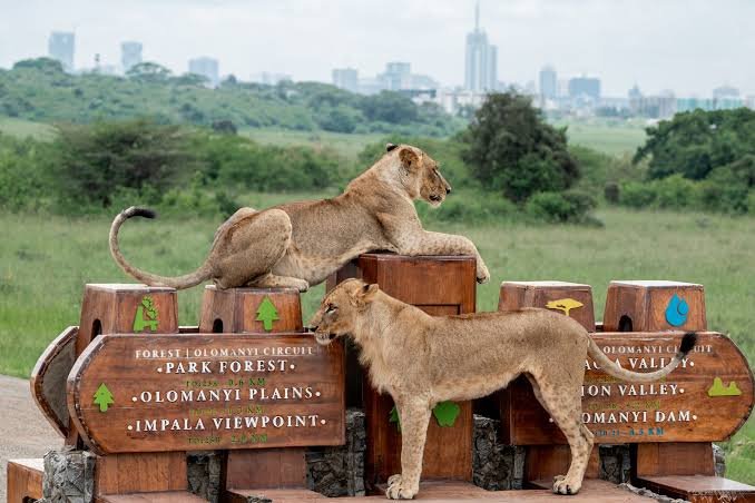 Nairobi Wildlife Safari and Bayern Munich vs Ajax Football Experience Nairobi Wildlife Safari Experience Combined with Bayern Munich vs Ajax Football Match – Discover Kenya's Wildlife and Sports Tourism with Nextgen Safaris