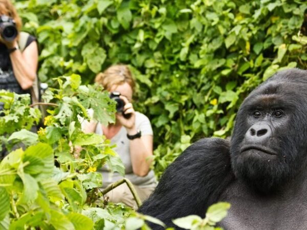 5 Days Rwanda Photography Safari