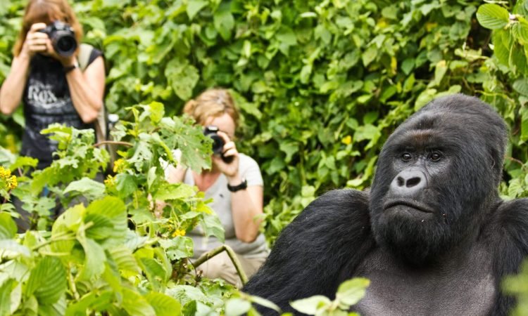 Combining Rwanda gorilla trekking with Uganda safaris