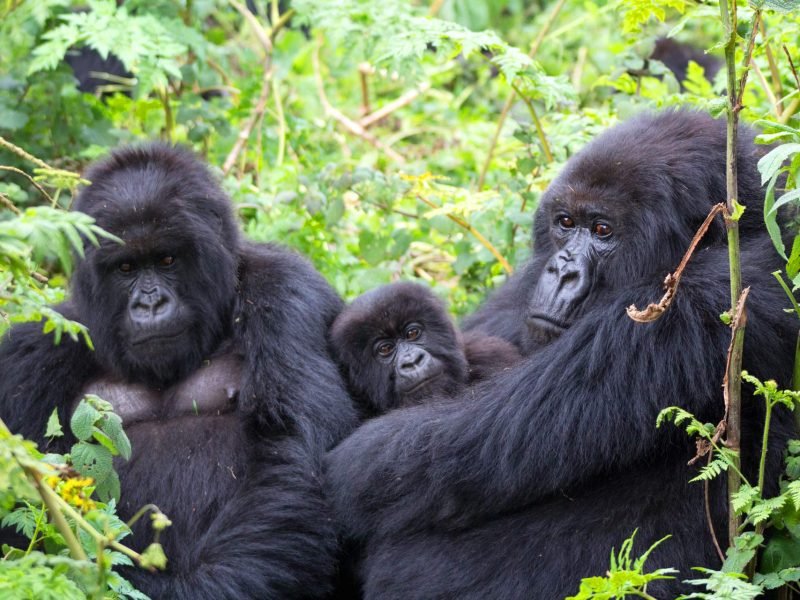 Rwanda gorilla trekking and Uganda safari combination