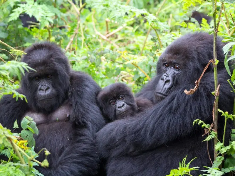 Combining Rwanda gorilla trekking with Uganda safaris