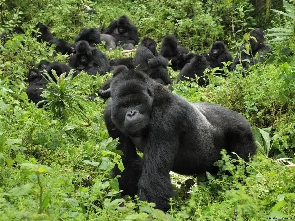 Rwanda Grand Prix and Gorilla Trekking Safari Experiences Combining the proposed African Grand Prix in Rwanda with mountain gorilla trekking experiences