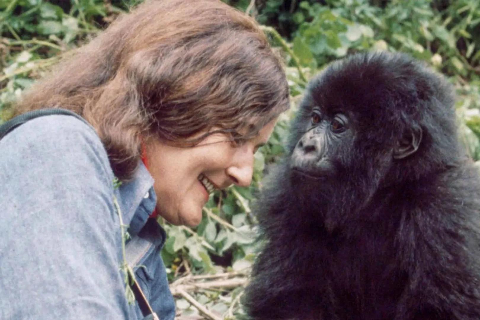 Dian Fossey gorilla conservation experiences in Rwanda