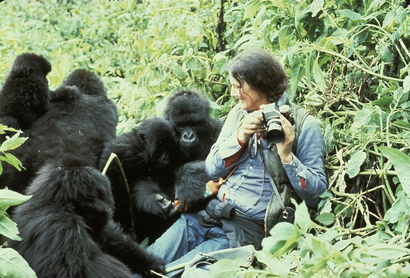 Dian Fossey and gorilla conservation history in Rwanda