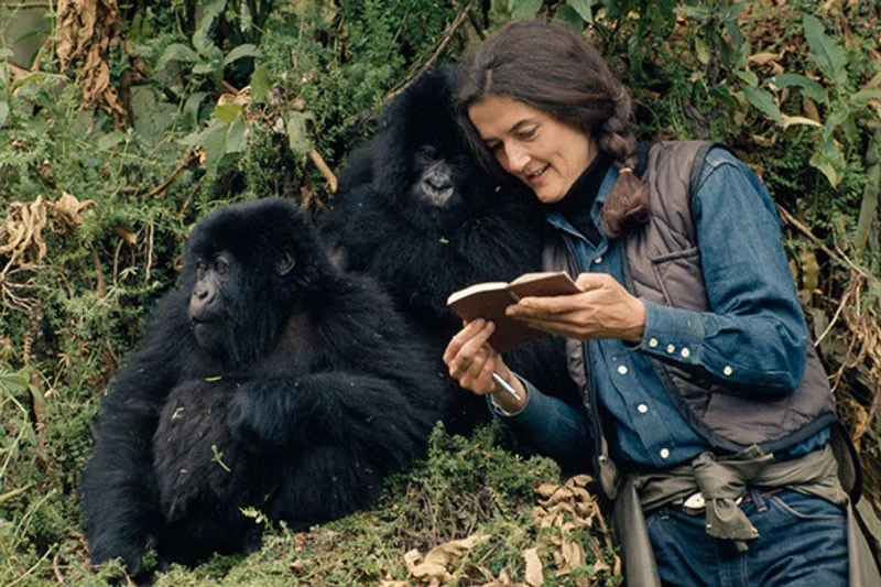 Dian Fossey and Karisoke conservation history in Rwanda