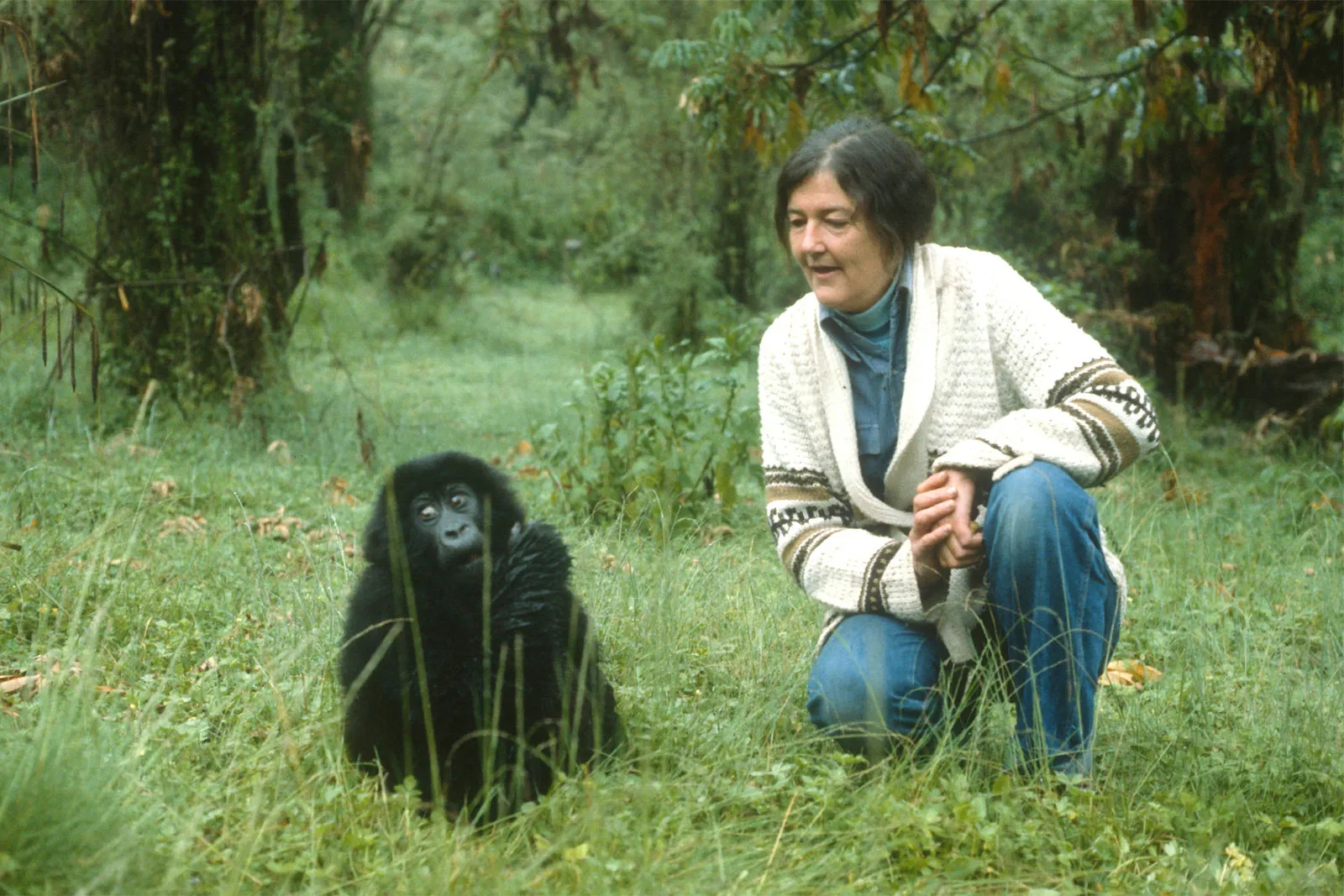 Dian Fossey and the history of Karisoke gorilla conservation in Rwanda