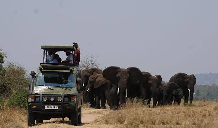 Early morning wildlife game drive in northern Akagera National Park Rwanda
