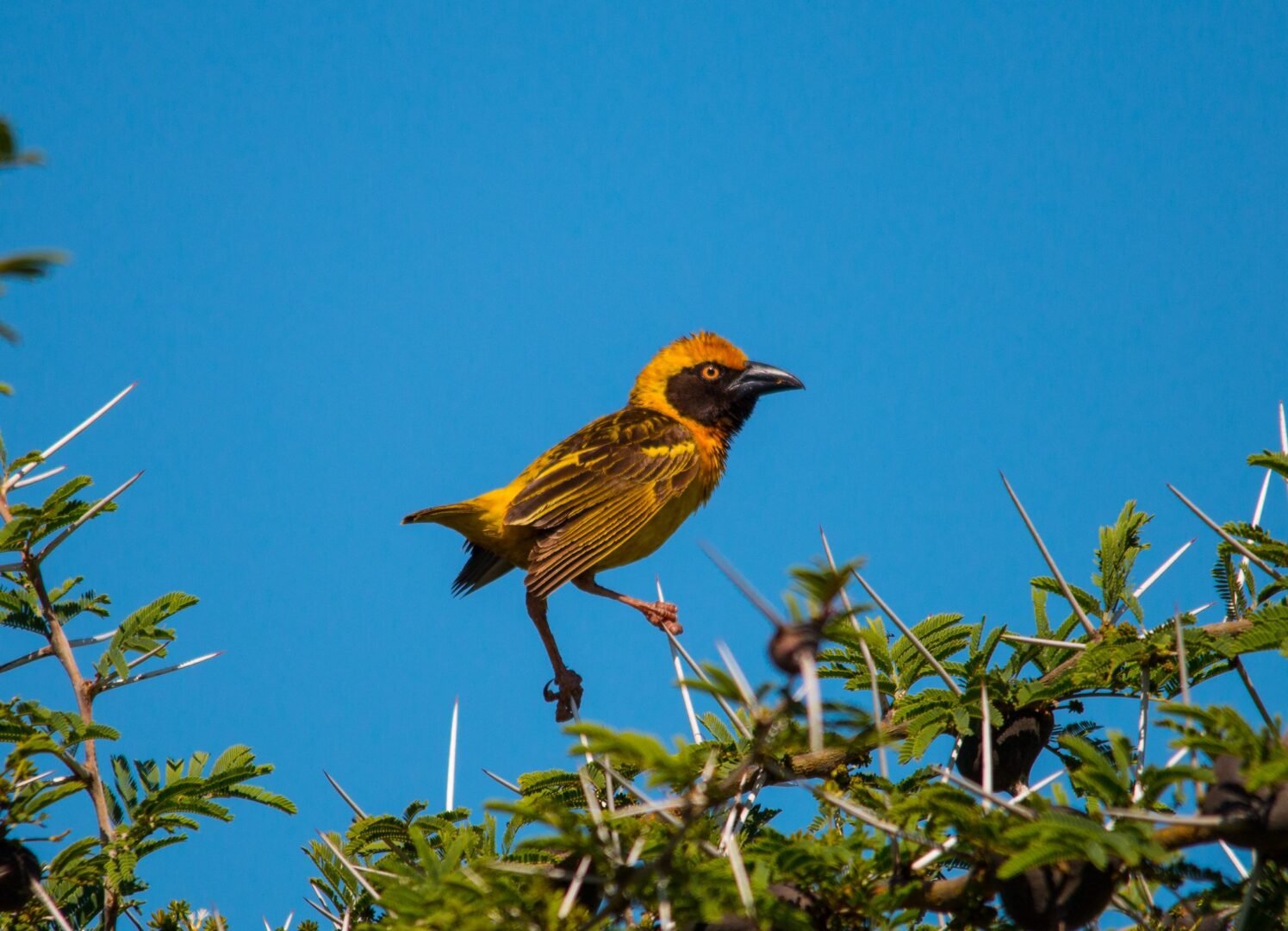 Fox's Weaver one of Uganda's most special endemic birds