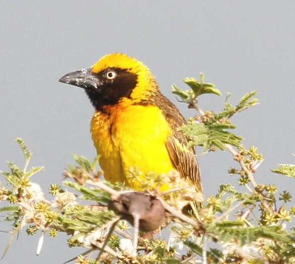 Fox's Weaver bird in Uganda