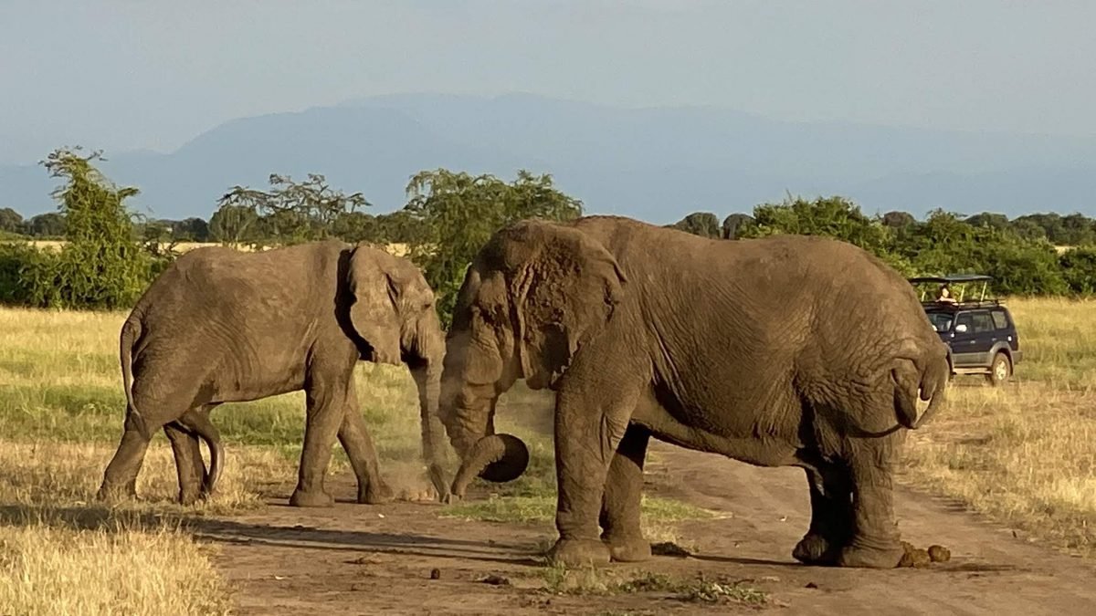 Gay Friendly wildlife safari experience in Akagera National Park