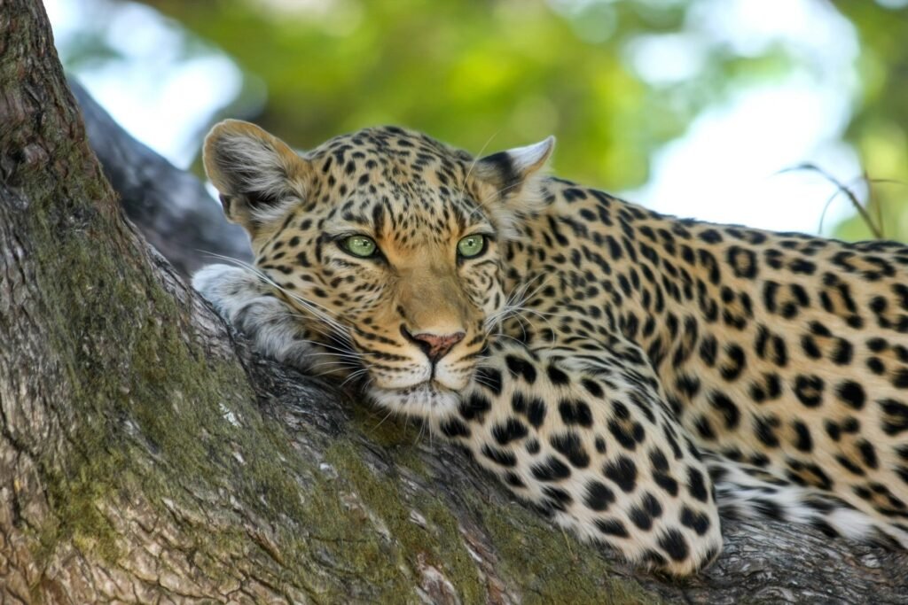 Gay Friendly Wildlife Safaris in Akagera National Park
