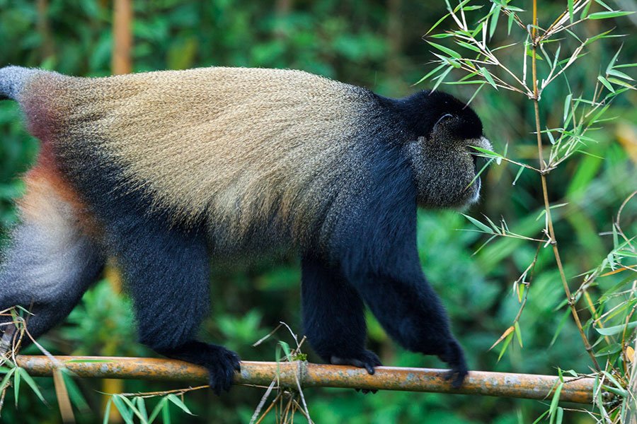 Golden monkey trekking Lake Kivu and cultural experiences during Rwanda's low safari season
