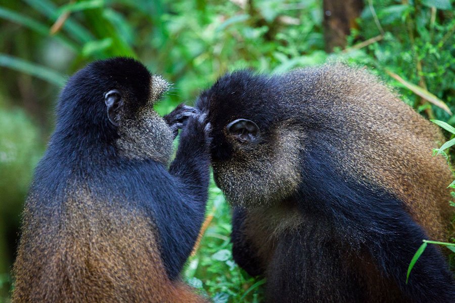 Explore golden monkey trekking Lake Kivu and cultural activities during the low season in Rwanda
