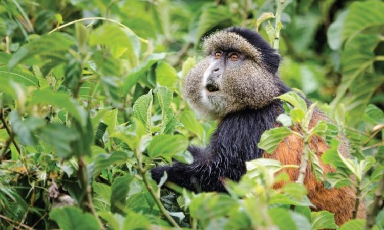 Golden monkey trekking from Mountain Gorilla View Lodge in Rwanda