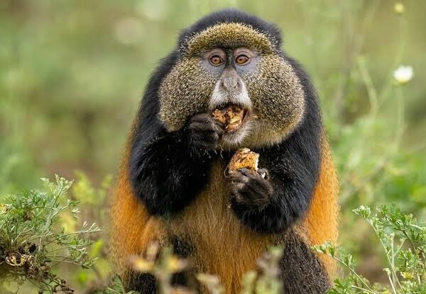 7 Days Private Rwanda Safari for Solo Travelers