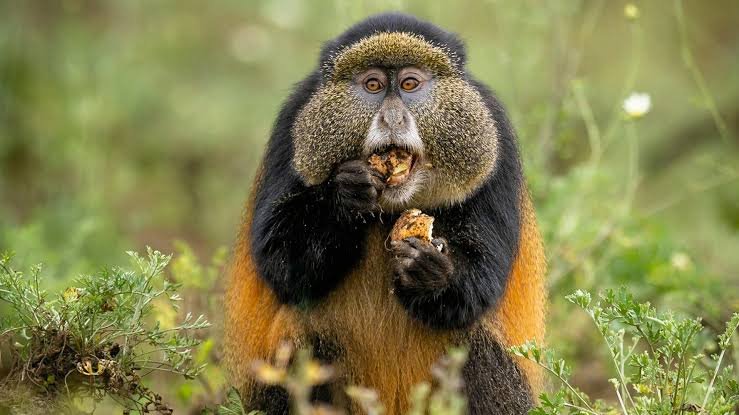 Golden monkey trekking experience from Mountain Gorilla View Lodge Rwanda