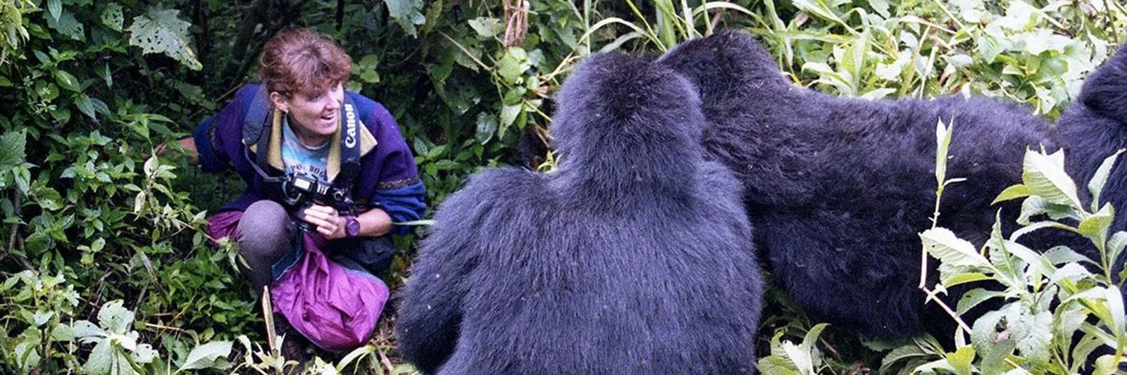 Gorilla Safaris from Cebu, Davao and Clark – Nextgen Safaris Gorilla Safaris from Cebu, Davao and Clark – Uganda and Rwanda Mountain Gorilla Trekking Tours for Filipino Travelers with Nextgen Safaris