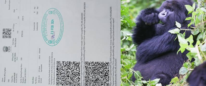 Gorilla Trekking Permits for Australian Visitors – Nextgen Safaris Gorilla Trekking Permits for Australian Visitors – Uganda and Rwanda Mountain Gorilla Permit Booking with Nextgen Safaris