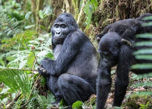 9 Days Rwanda Safari Gorillas Chimps and Akagera